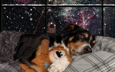 Do fireworks impact your pets?